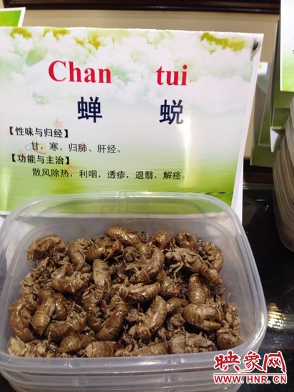 你可能沒想到，這個(gè)知了幼蟲退下的皮還是一味藥，對(duì)嗎？