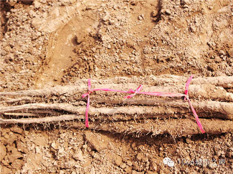 工人們挖好的山藥，整齊地躺在田地上