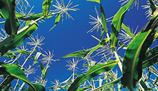 玉米割苗能增產(chǎn)20%～30%？不靠譜！