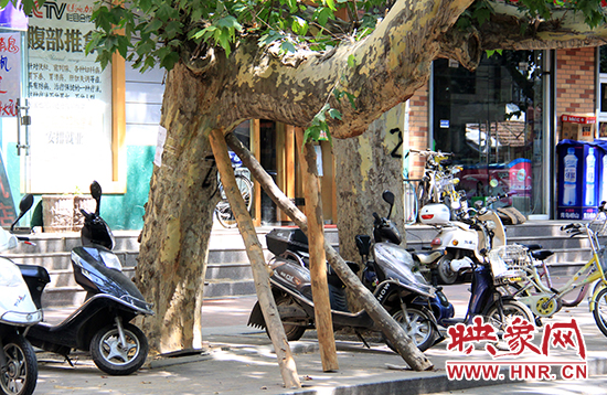 樹(shù)干用木樁支了起來(lái) 樹(shù)干用木樁支了起來(lái)