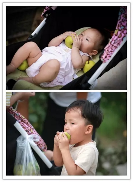 純天然無公害，新鮮采摘，直接入口！