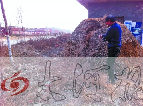 張哥、張弟就是在這兒撿到的投毒面包。