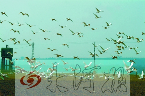 保護區(qū)里的白天鵝 保護區(qū)里的白天鵝