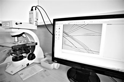 顯微鏡下，蠶絲呈現(xiàn)出表面有光澤，形狀不規(guī)則，粗細(xì)不均。