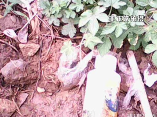大棚蔬菜園區(qū)里到處丟棄著農(nóng)藥廢物。
