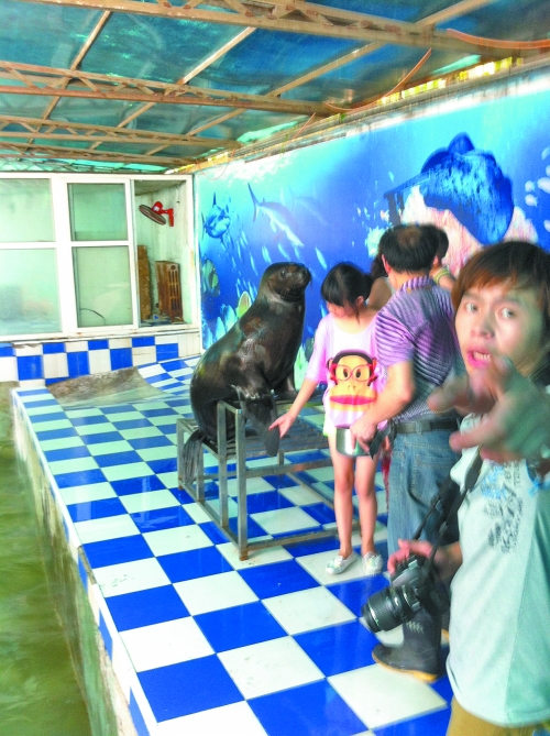 海獅館內(nèi)的攝影師警惕性很高,禁止記者拍照。