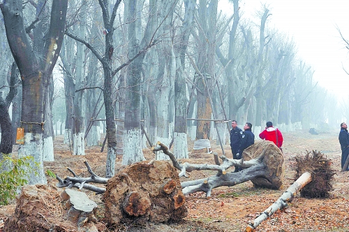老樹(shù)之殤，令人扼腕。
