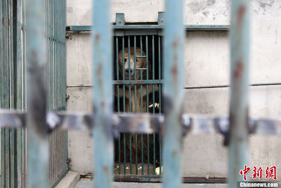 6月19日，河南鄭州，新密市動(dòng)物園咬死飼養(yǎng)員的肇事棕熊被暫押在鄭州動(dòng)物園內(nèi)，該熊“臥室”周圍被三重鋼