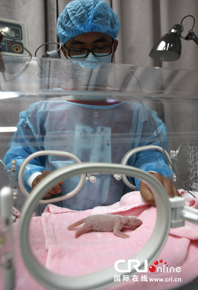 2013年7月11日，成都大熊貓繁育研究基地月亮產(chǎn)房，工作人員在照顧新生大熊貓寶寶。