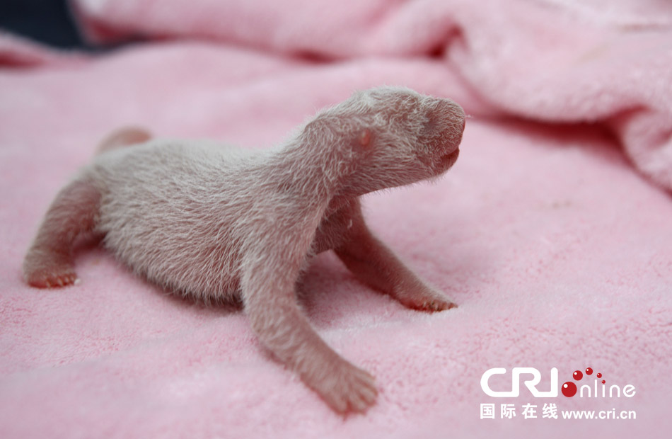 2013年7月11日，成都大熊貓繁育研究基地月亮產(chǎn)房，新生大熊貓寶寶在育嬰箱里憨態(tài)可掬。