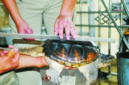 駐馬店農(nóng)田頻現(xiàn)“生態(tài)殺手”鱷魚(yú)龜 本地生態(tài)受威脅 駐馬店農(nóng)田頻現(xiàn)“生態(tài)殺手”鱷魚(yú)龜 本地生態(tài)受威脅
