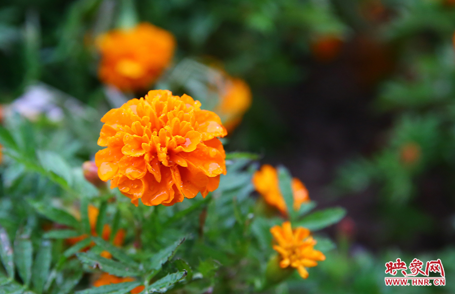 一場秋雨洗去花朵上多日來的塵埃，嬌艷欲滴。