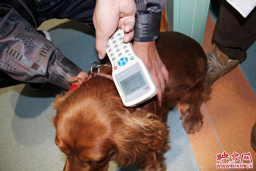 只要用儀器一掃，狗狗的信息就可以一覽無余