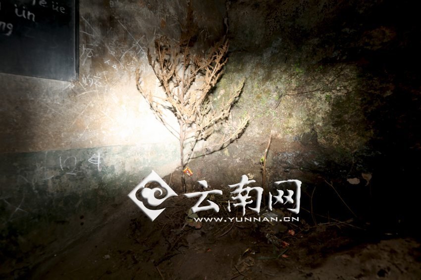 　教室里沒有燈，光線太暗，村民便種下了野蘇麻，希望教室有綠色，讓孩子們看到“希望”。 徐弘毅 攝