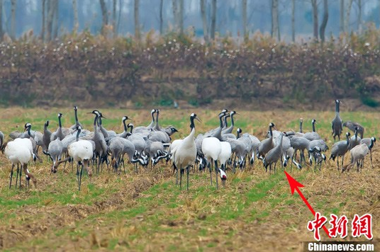 多種鶴類“集結”江蘇鹽城越冬 含罕見沙丘鶴 多種鶴類“集結”江蘇鹽城越冬 含罕見沙丘鶴