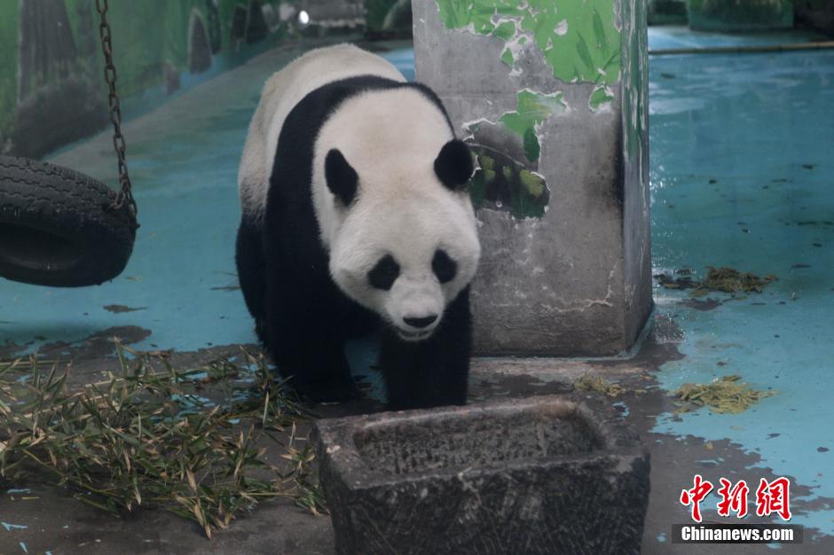 3月17日，河南鄭州動(dòng)物園內(nèi)的大熊貓“龍昇”。