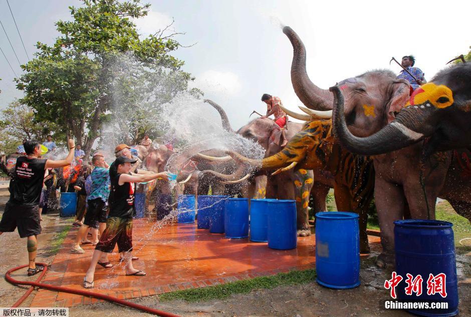泰國(guó)民眾迎接潑水節(jié) 大象長(zhǎng)鼻秒變“水槍” 泰國(guó)民眾迎接潑水節(jié) 大象長(zhǎng)鼻秒變“水槍”