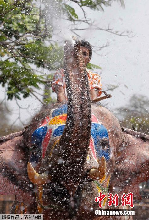 泰國(guó)民眾迎接潑水節(jié) 大象長(zhǎng)鼻秒變“水槍” 泰國(guó)民眾迎接潑水節(jié) 大象長(zhǎng)鼻秒變“水槍”