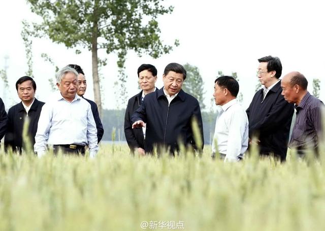 習(xí)近平走進糧田,看麥穗灌漿,問農(nóng)田建設(shè)。