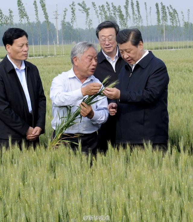 習(xí)近平走進糧田,看麥穗灌漿,問農(nóng)田建設(shè)。