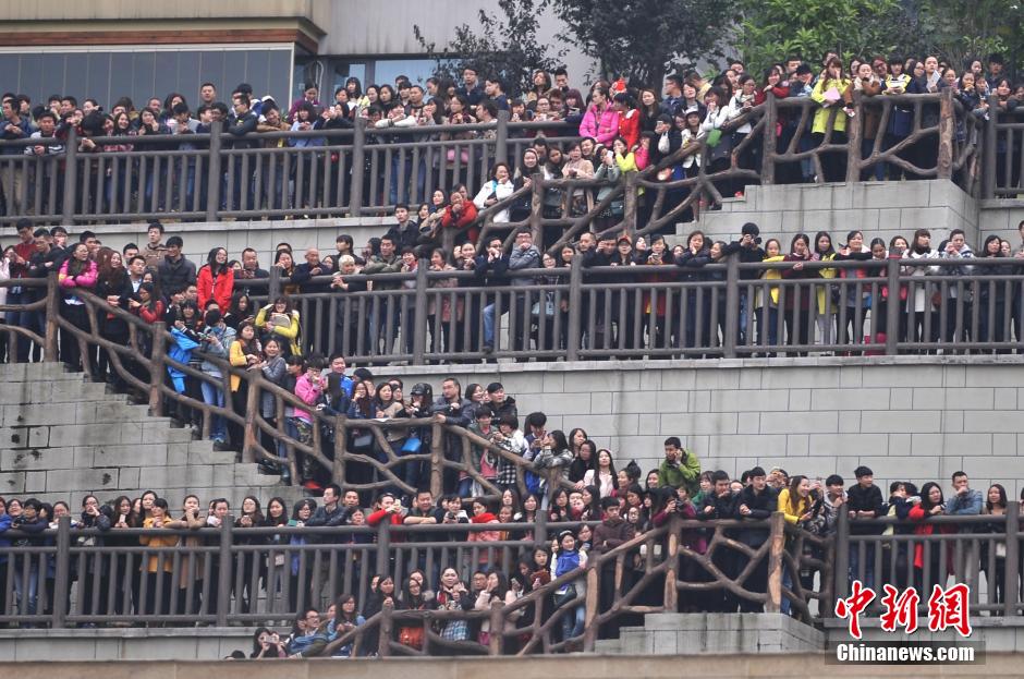 重慶上萬粉絲在南濱路等待《奔跑吧兄弟》節(jié)目的錄制。