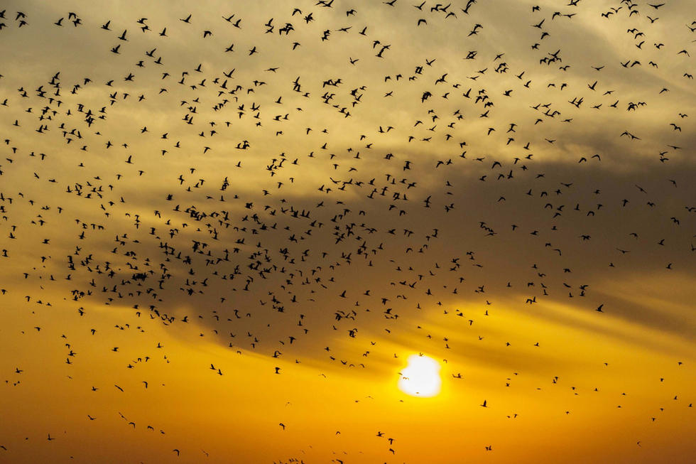 江蘇省連云港市贛榆區(qū)上空出現(xiàn)火燒云景觀，成群海鳥(niǎo)迎著霞光在天空中翩躚起舞，場(chǎng)面蔚為壯觀。