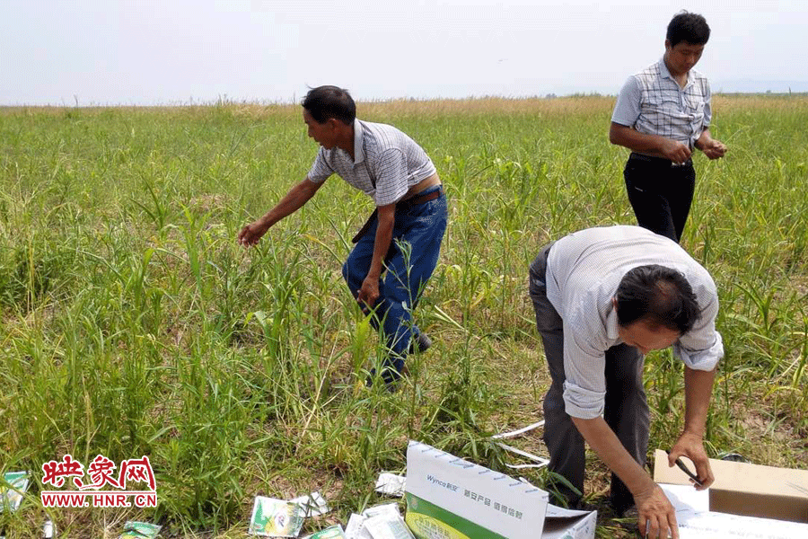 村民在撿拾散落的農(nóng)藥袋，身后是被毀的玉米。