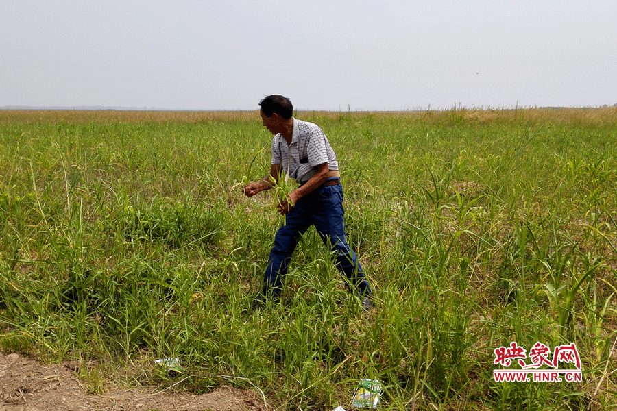 被農(nóng)藥摧毀的玉米。