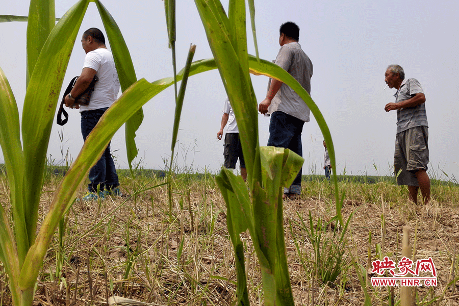 耙過的玉米地殘留的玉米。