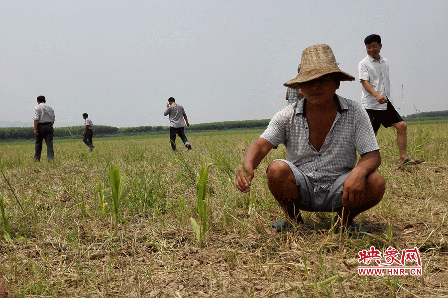 村民手捧殘留的玉米，欲哭無淚。