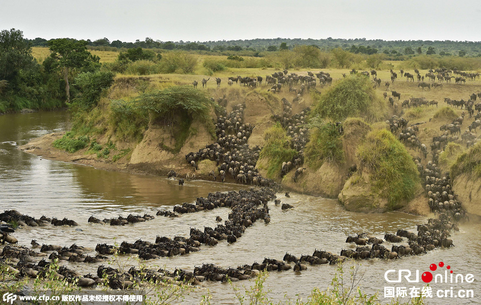 當(dāng)?shù)貢r(shí)間2015年9月4日，肯尼亞馬賽馬拉，角馬大遷徙。