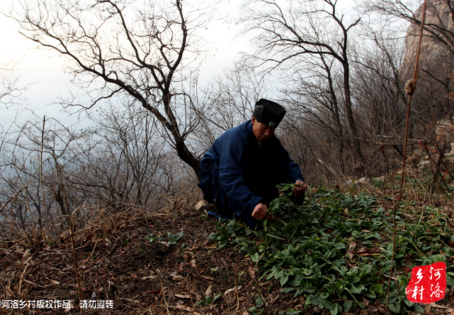 山上缺雨少水，不大的一方菜地。是他和另一個(gè)道友的菜地，老崔的蔬菜倒也擺弄的一片生機(jī)盎然。