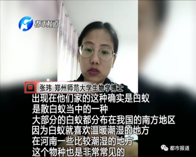 蟻?zhàn)宕筌娙肭郑∈畮兹f裝修的新家被“吃掉”