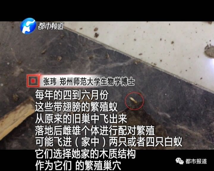 蟻?zhàn)宕筌娙肭?！十幾萬裝修的新家被“吃掉”