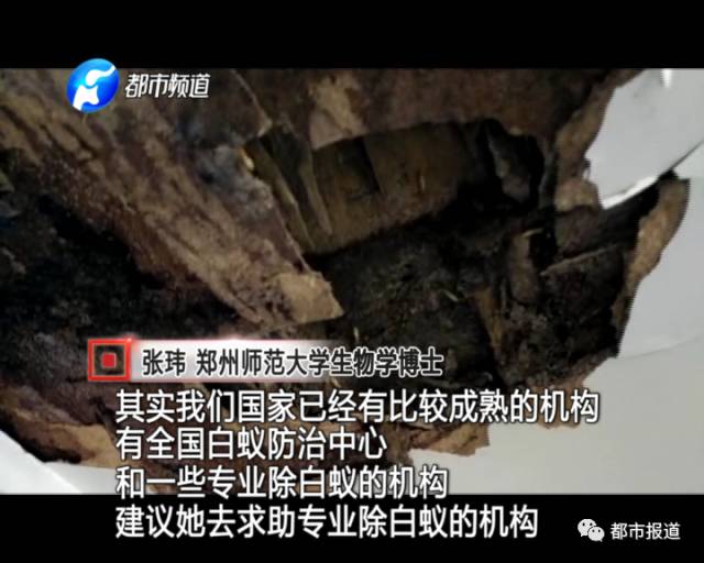 蟻?zhàn)宕筌娙肭郑∈畮兹f裝修的新家被“吃掉”