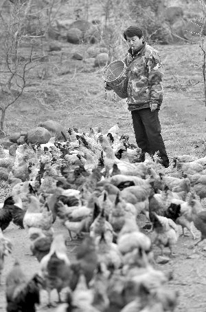 林志坤辭職后在溧水一座山頭開了一片地，每天種菜、喂雞 現(xiàn)代快報記者 施向輝 攝