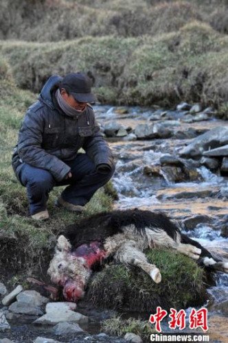 　今年，他家已經(jīng)有3只羊被狼咬死。確·胡熱攝