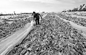 12日，工人在海南省樂(lè)東縣佛羅鎮(zhèn)清理被臺(tái)風(fēng)刮爛的哈密瓜薄膜架子。 新華社發(fā)