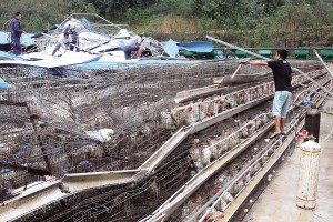 11月13日，位于三亞市吉陽鎮(zhèn)的三亞市菜籃子蛋雞基地，工人們正在搶修雞舍設(shè)施。