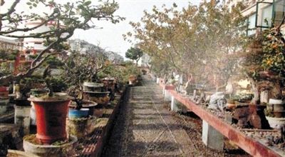 劉光嘉出示博物館內(nèi)部圖片中，擺放著各種盆景。