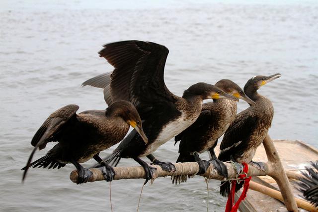 華北地下水超采嚴重 形成世界上最大“漏斗區(qū)” 華北地下水超采嚴重 形成世界上最大“漏斗區(qū)”