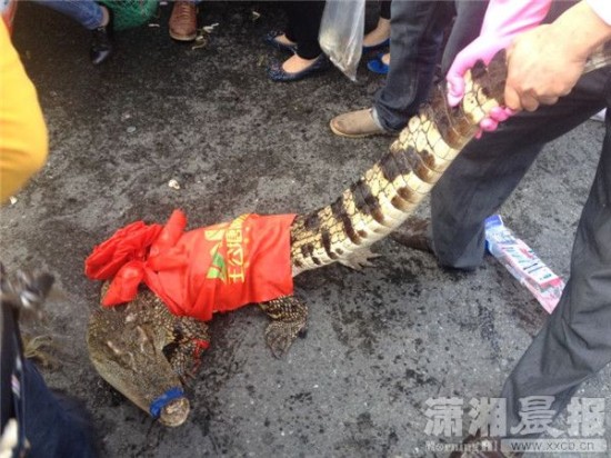 車上的鱷魚爬上路面。記者 向帥