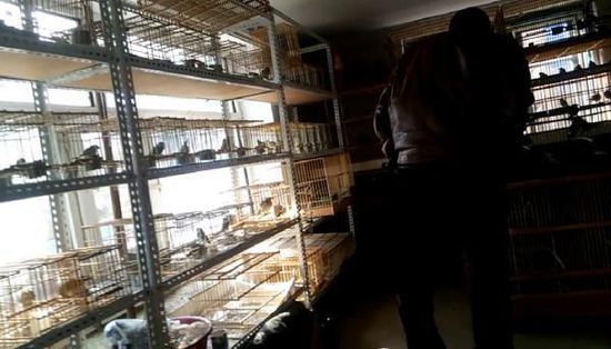 哈爾濱市雙城區(qū)集市上，一家沒有招牌的平房里擺滿了各種野鳥等待出售。