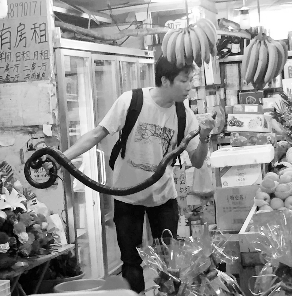 捕蛇專家張亮抓住眼鏡王蛇。信息時報(bào)記者 康健 翻拍