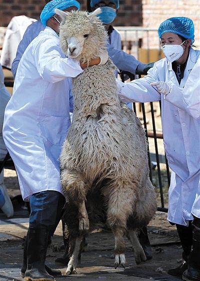 好強(qiáng)壯！我真的不是虛胖，兩三個(gè)人別想控制我。