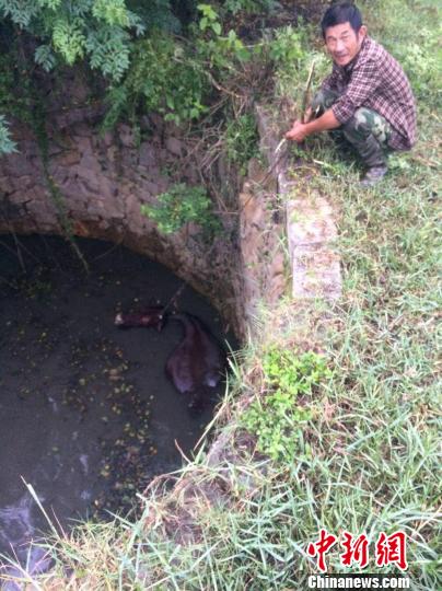 圖為大水牛掉進13米深坑，民警消防灌水施救。