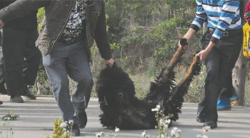 雙流鳳凰村兩只巨型藏獒襲擊村民，民警用手槍將其當(dāng)場(chǎng)擊斃