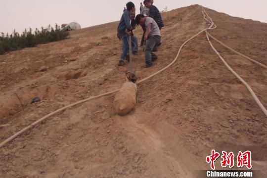 　4月27日上午，當(dāng)?shù)卮迕裨诠系販洗逡痪G化處挖出一枚長1米，重200斤的炸彈，5月10日，這枚炸彈已