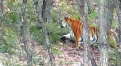 戰(zhàn)士拍到的野生東北虎視頻截圖 戰(zhàn)士拍到的野生東北虎視頻截圖