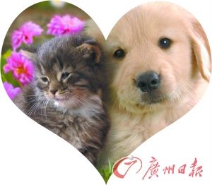 新西蘭:一只貓中毒 靠輸一條狗捐的血存活 新西蘭:一只貓中毒 靠輸一條狗捐的血存活